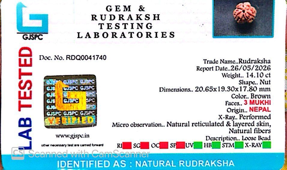 3 Mukhi Nepali Rudraksha (Authentic Nepal Origin)