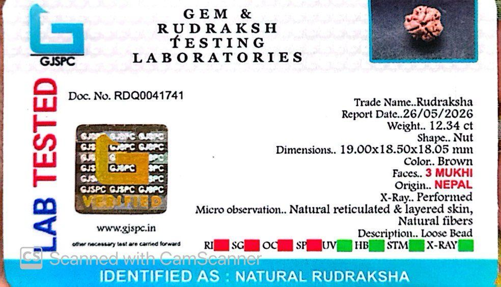 3 Mukhi Nepali Rudraksha (Authentic Nepal Origin)
