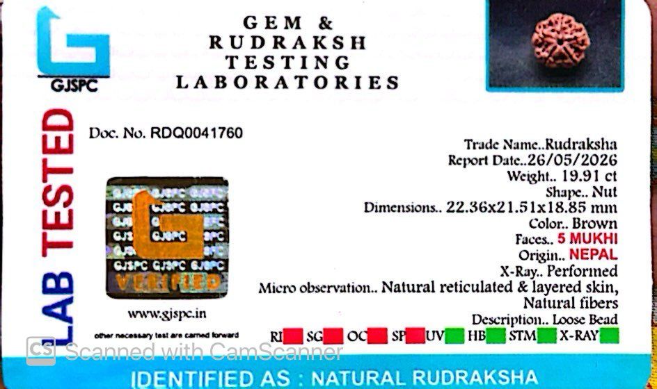 5 Mukhi Nepali Rudraksha