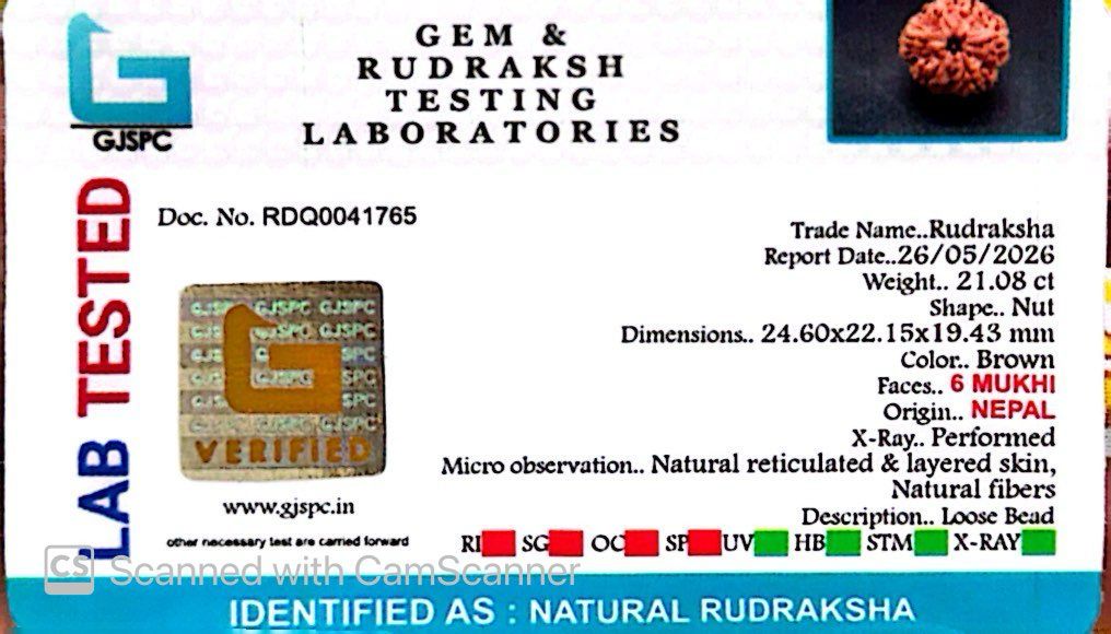 6 Mukhi Nepali Rudraksha