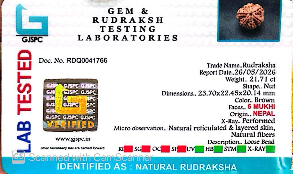 6 Mukhi Nepali Rudraksha