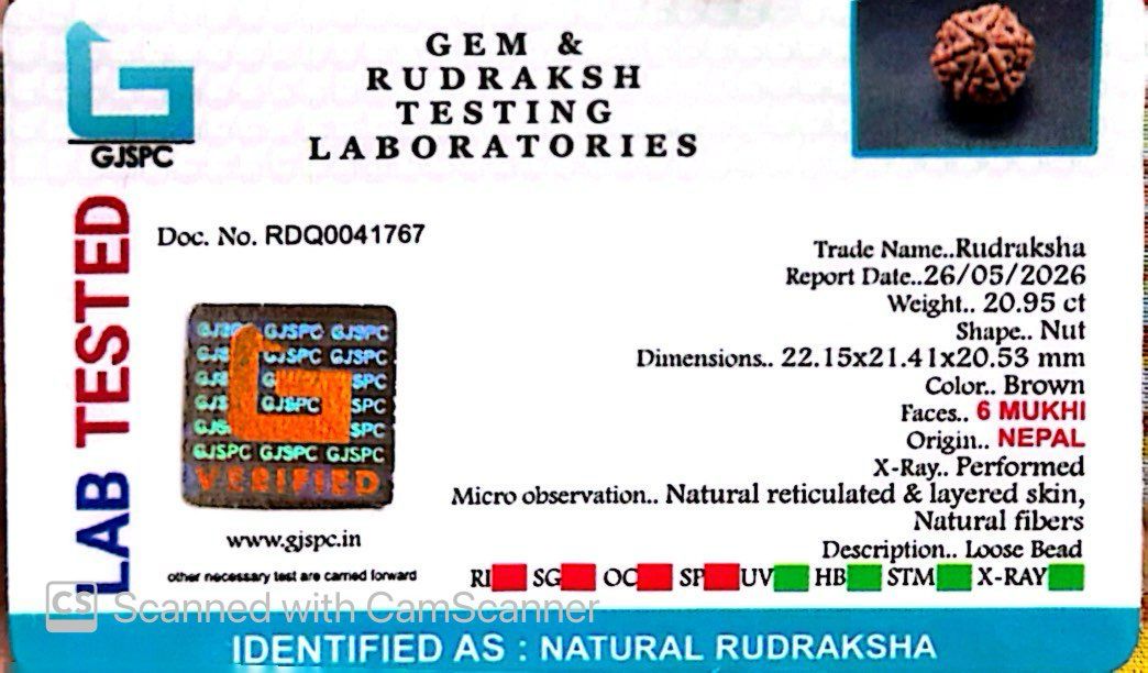 6 Mukhi Nepali Rudraksha