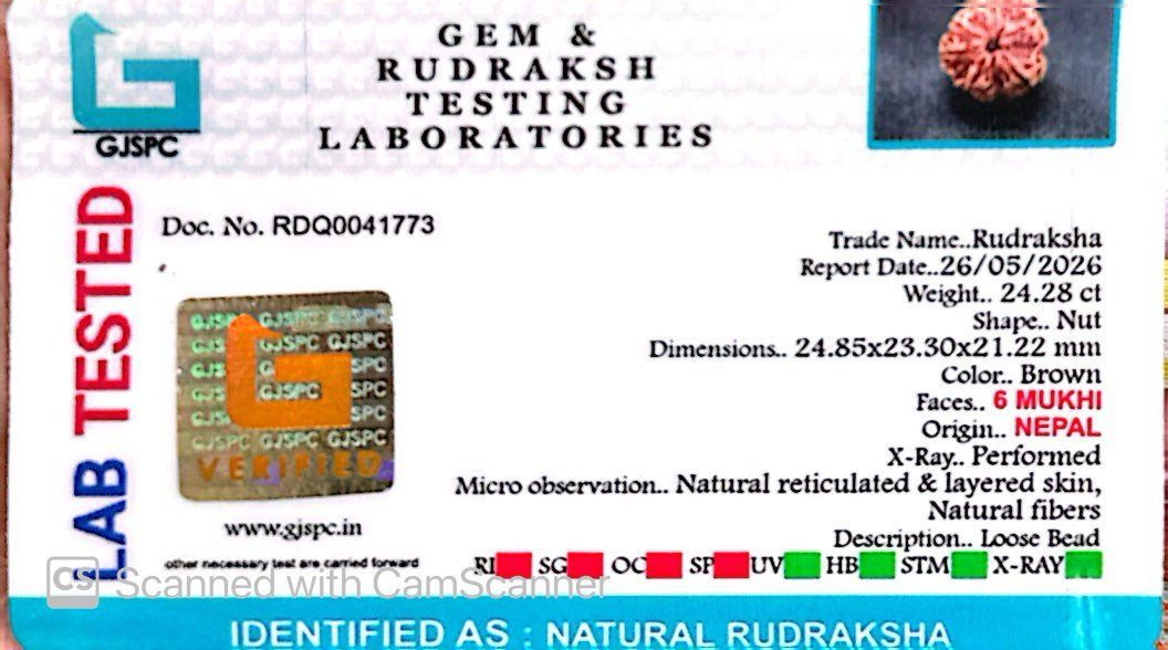 6 Mukhi Nepali Rudraksha