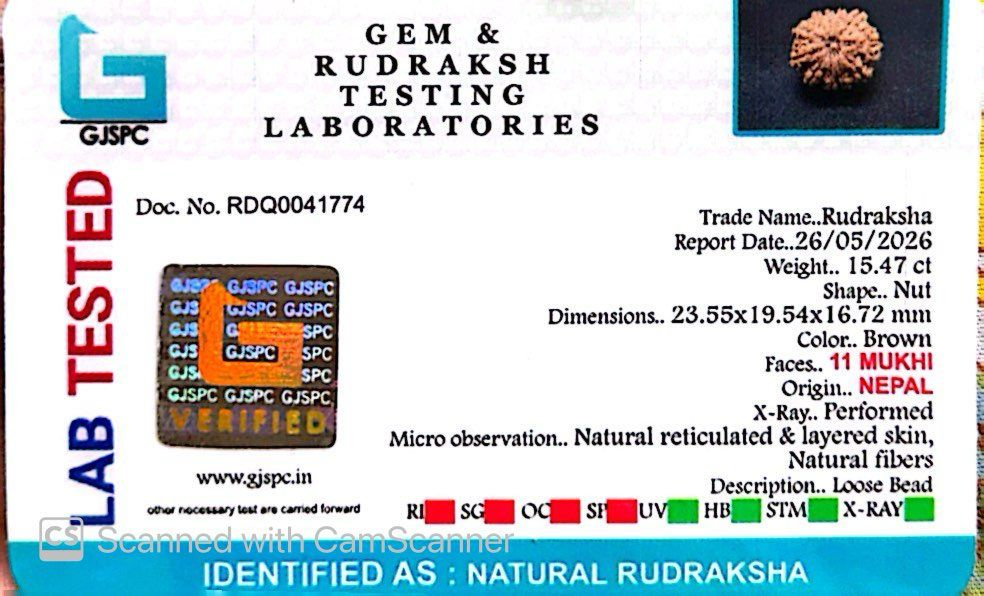 11 Mukhi Nepali Rudraksha