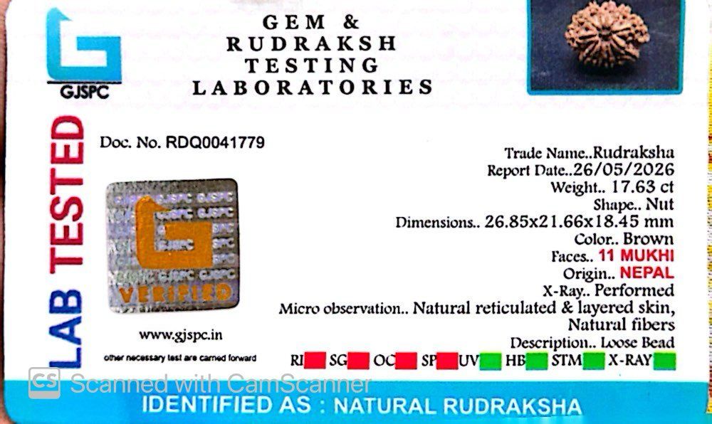 11 Mukhi Nepali Rudraksha