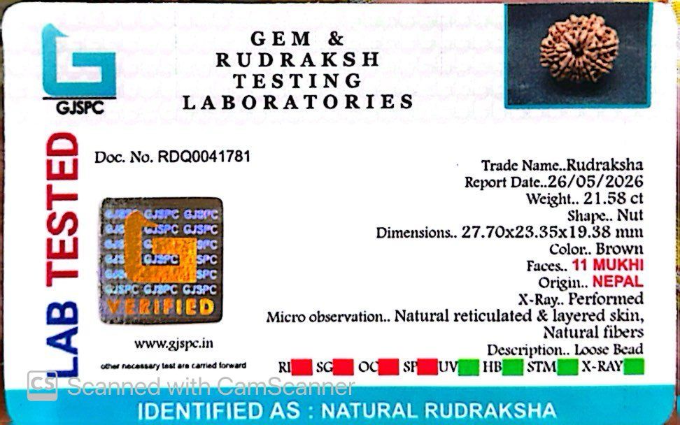 11 Mukhi Nepali Rudraksha