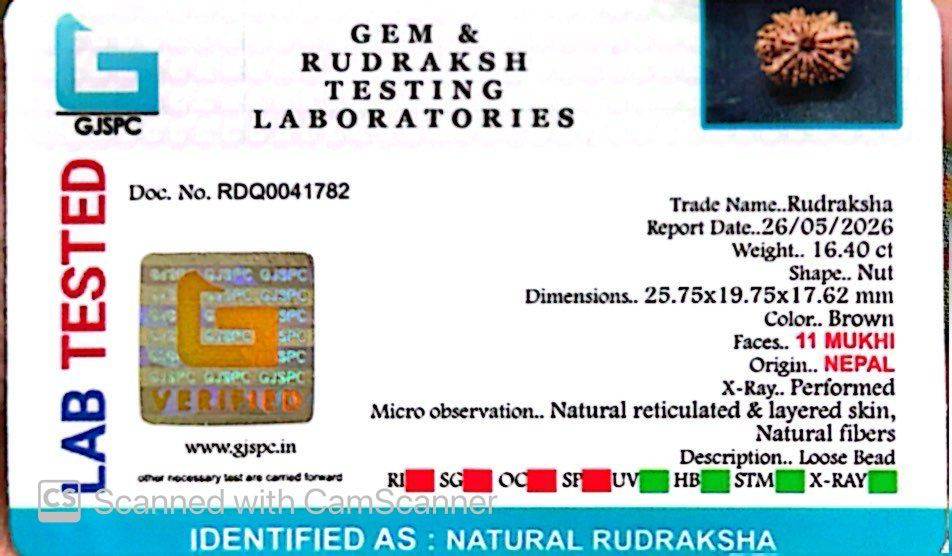 11 Mukhi Nepali Rudraksha