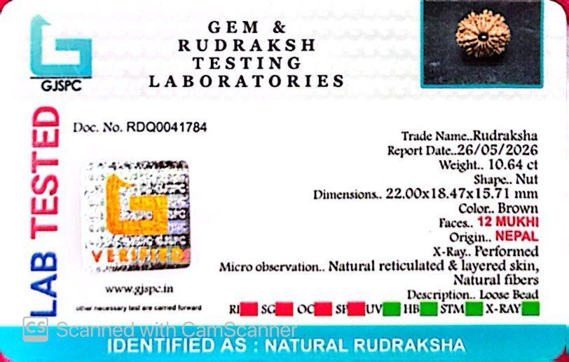🌿 12 Mukhi Nepali Rudraksha (Natural & Certified) Small