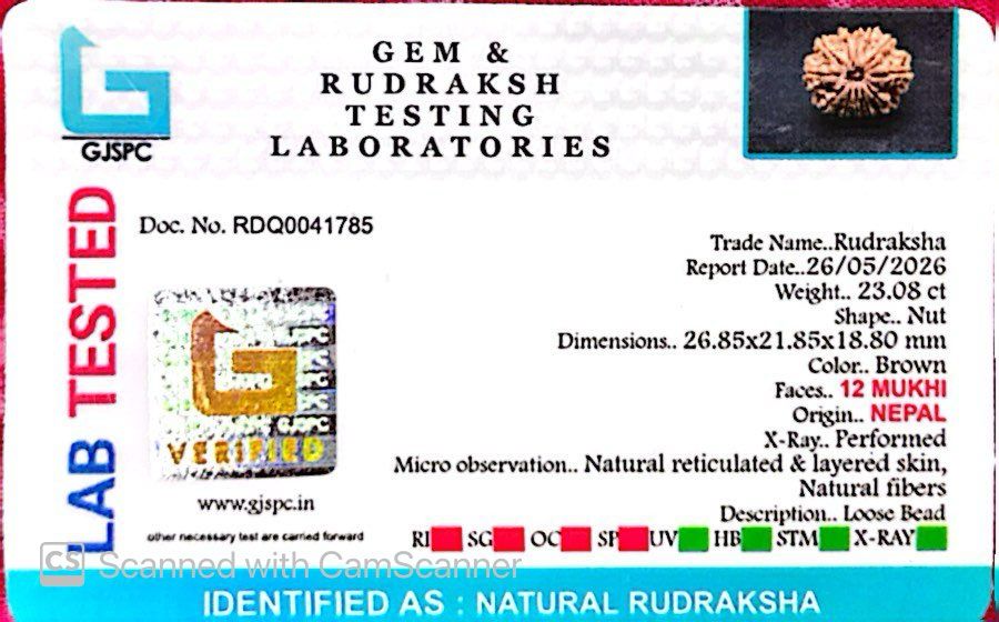 🌿 12 Mukhi Nepali Rudraksha (Natural & Certified) Big