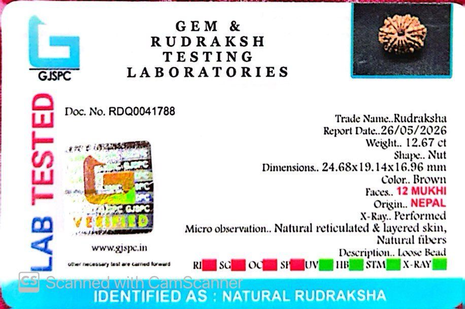 🌿 12 Mukhi Nepali Rudraksha (Natural & Certified) Small