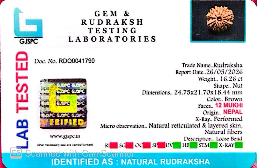 🌿 12 Mukhi Nepali Rudraksha (Natural & Certified) Small