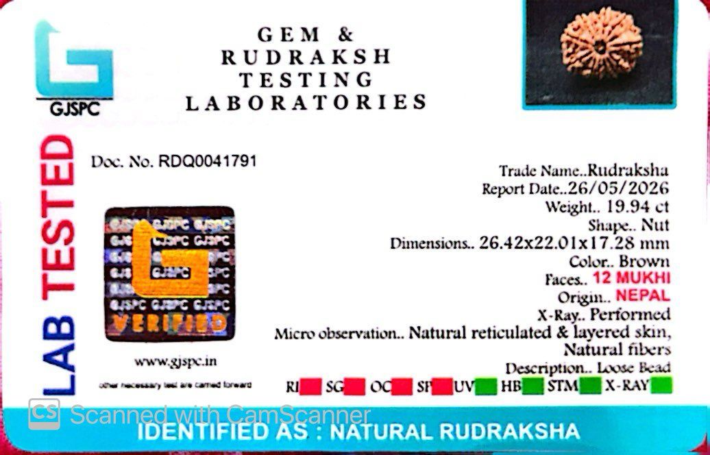 🌿 12 Mukhi Nepali Rudraksha (Natural & Certified)  Big