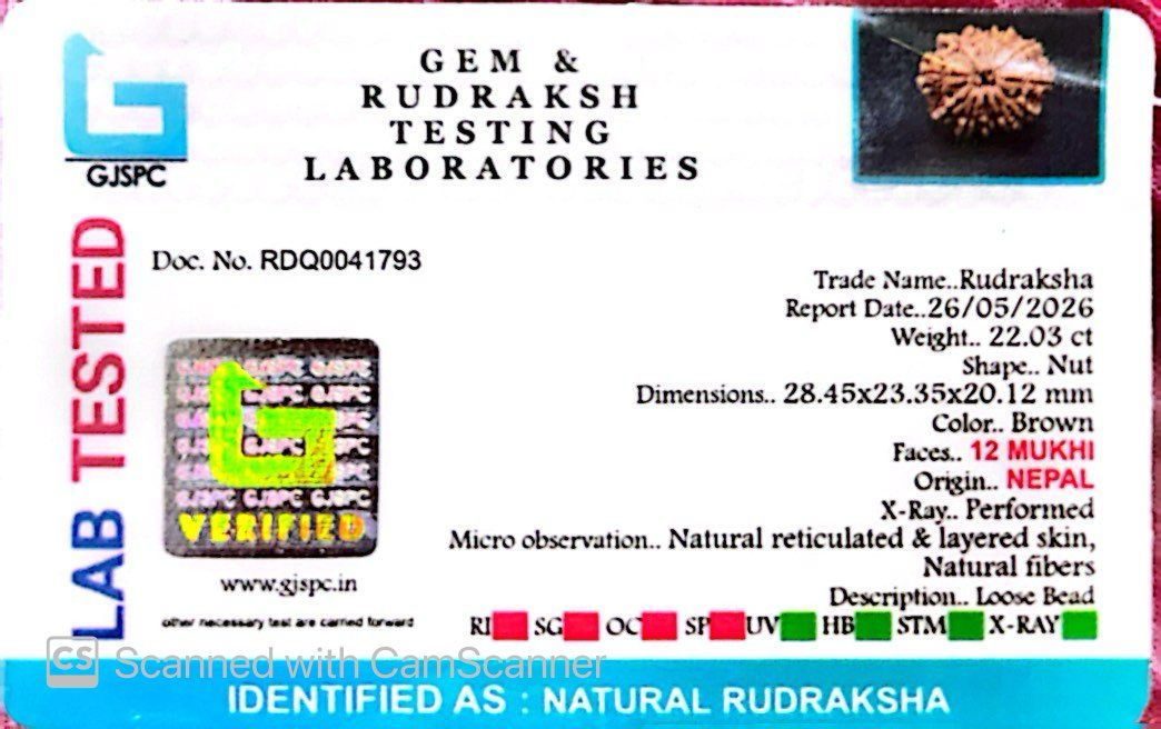 🌿 12 Mukhi Nepali Rudraksha (Natural & Certified)  Antik