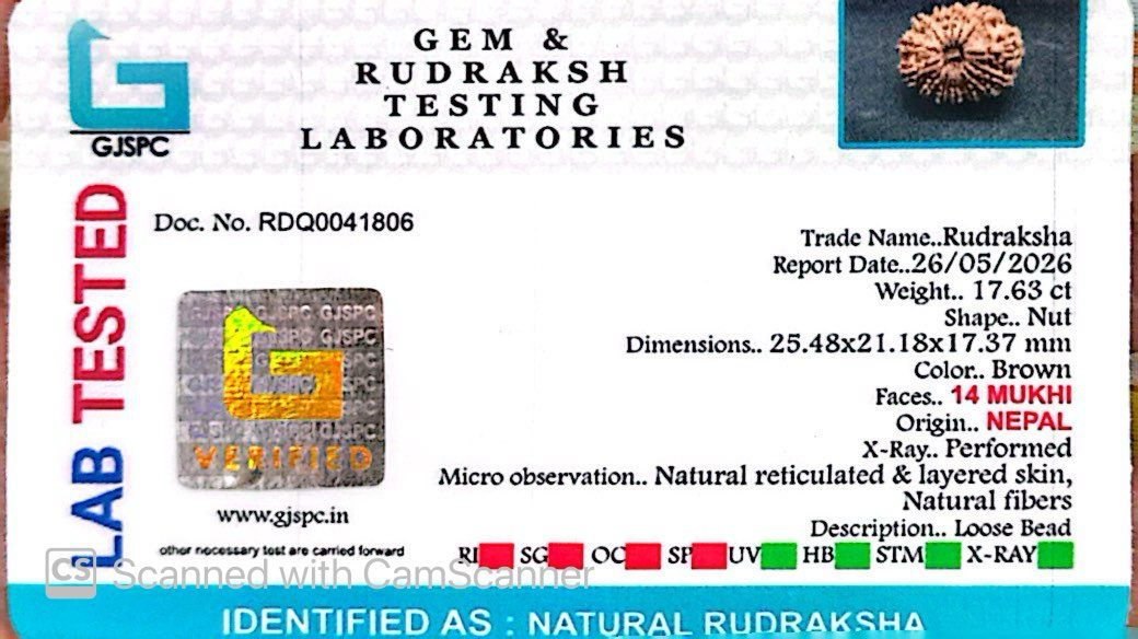 🌿 14 Mukhi Nepali Rudraksha (Natural & Certified). Big