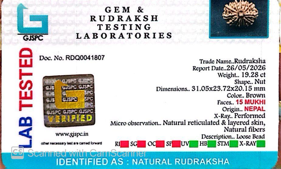 🌿 15 Mukhi Nepali Rudraksha (Natural & Certified). Antik
