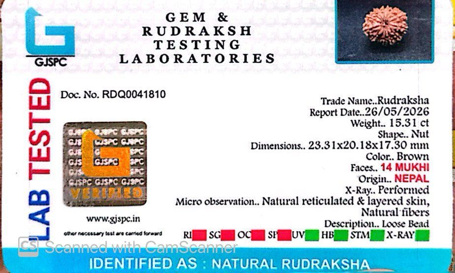 🌿 14 Mukhi Nepali Rudraksha (Natural & Certified). Small