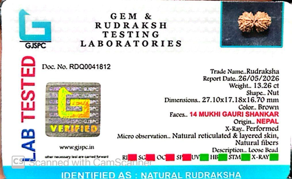 🌿 14 Mukhi Gauri Shankar Rudraksha (Natural & Certified). Medium