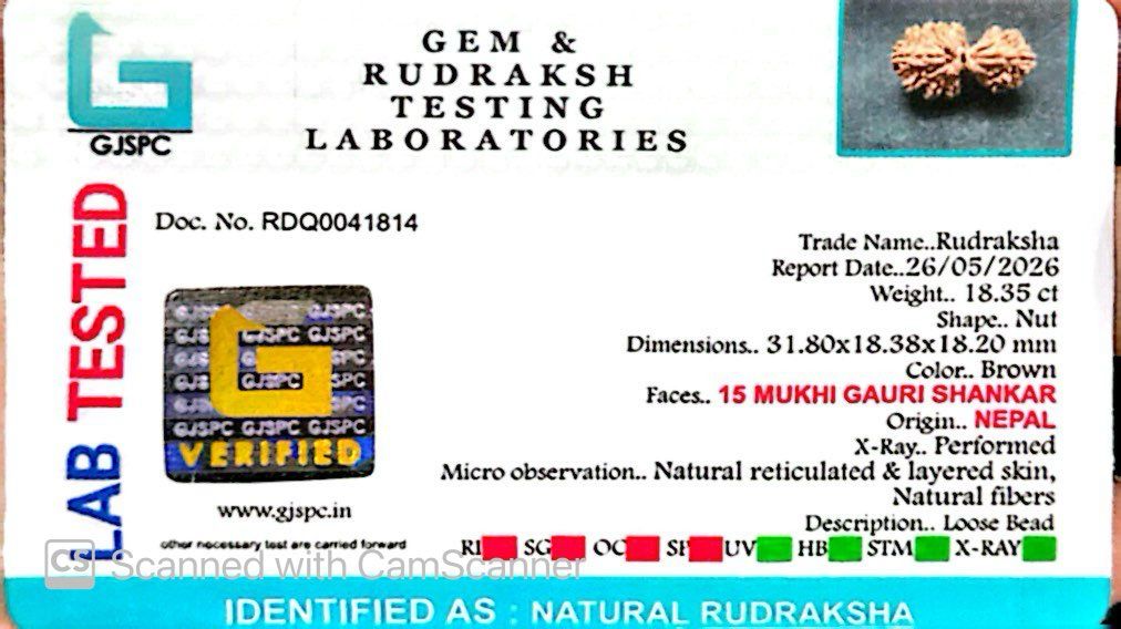 🌿 15 Mukhi Gauri Shankar Rudraksha (Natural & Certified). Big