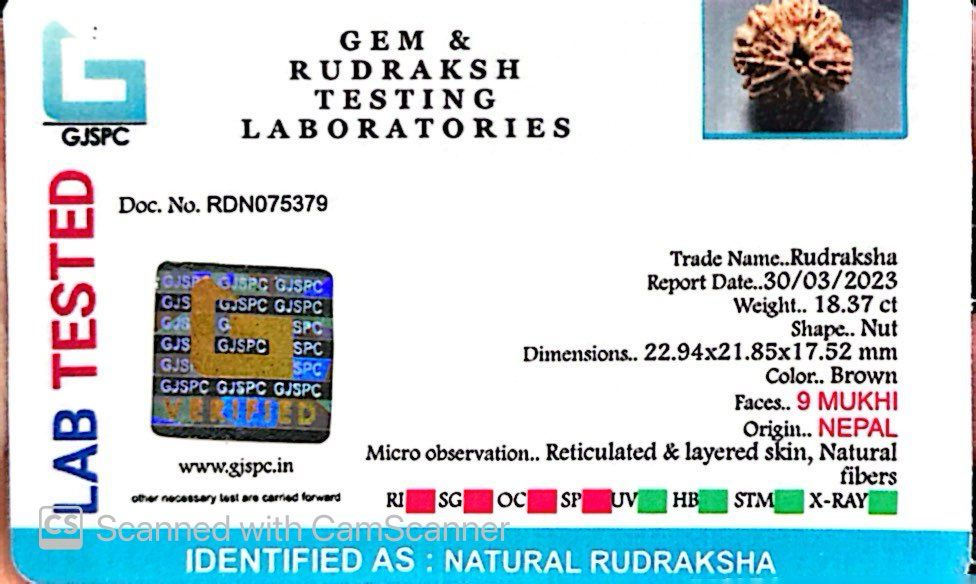Natural 9 Mukhi Rudraksha – The Bead of Power, Courage & Divine Energy