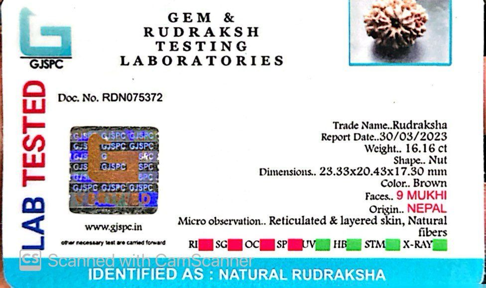 Natural 9 Mukhi Rudraksha – The Bead of Power, Courage & Divine Energy