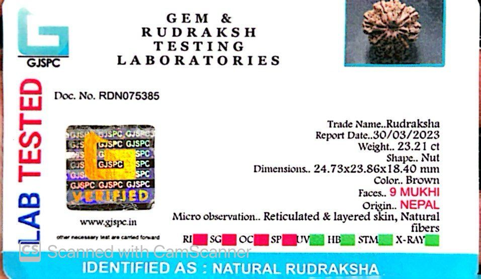 Natural 9 Mukhi Rudraksha – The Bead of Power, Courage & Divine Energy
