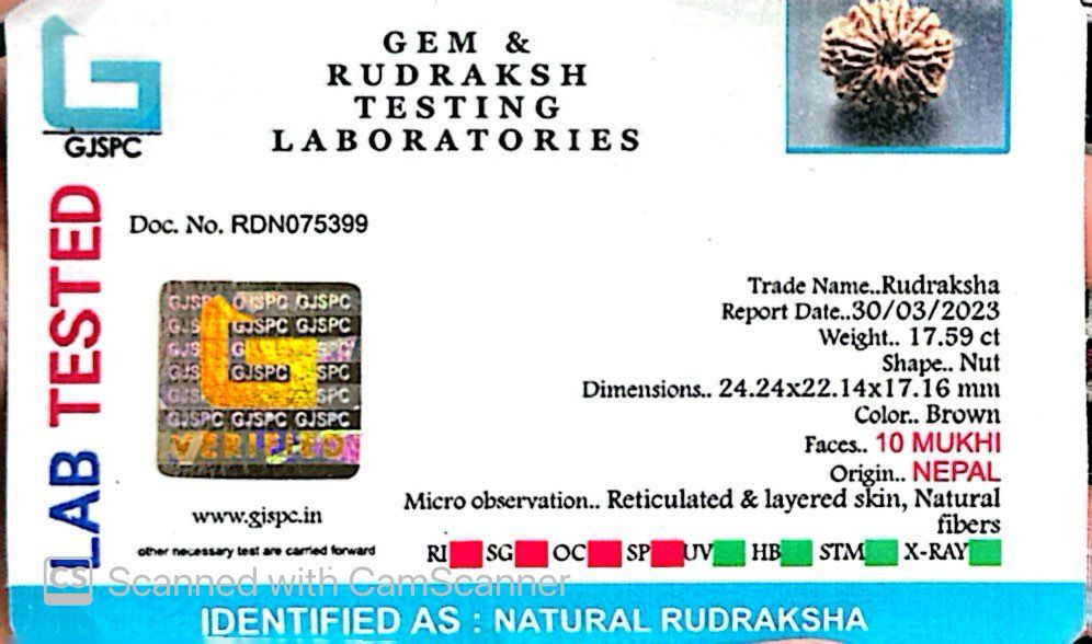 Natural 10 Mukhi Rudraksha – Empowered Protection & Divine Shield