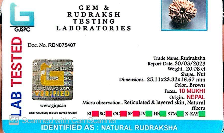 Natural 10 Mukhi Rudraksha – Empowered Protection & Divine Shield