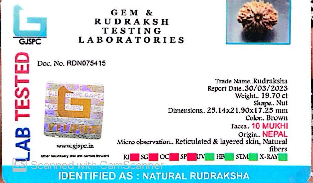 Natural 10 Mukhi Rudraksha – Empowered Protection & Divine Shield