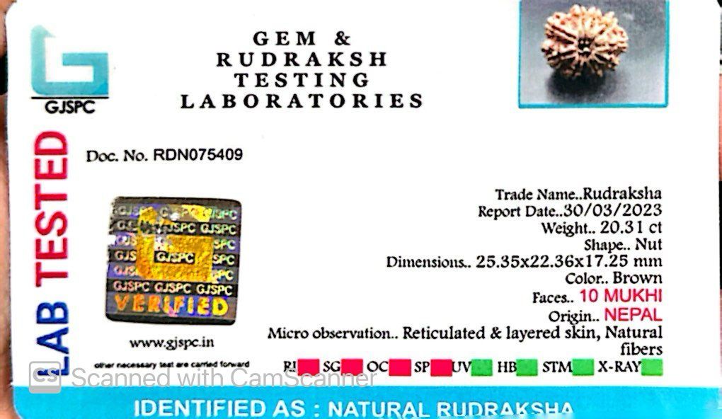 Natural 10 Mukhi Rudraksha – Empowered Protection & Divine Shield