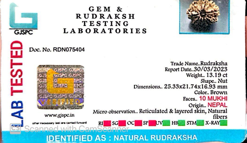 Natural 10 Mukhi Rudraksha – Empowered Protection & Divine Shield