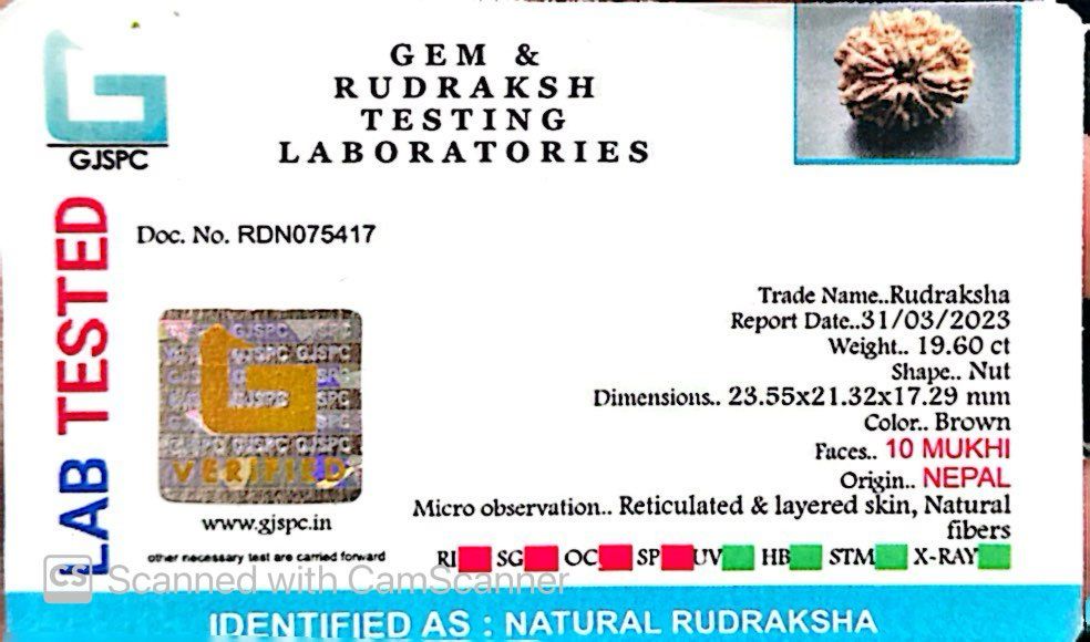 Natural 10 Mukhi Rudraksha – Empowered Protection & Divine Shield
