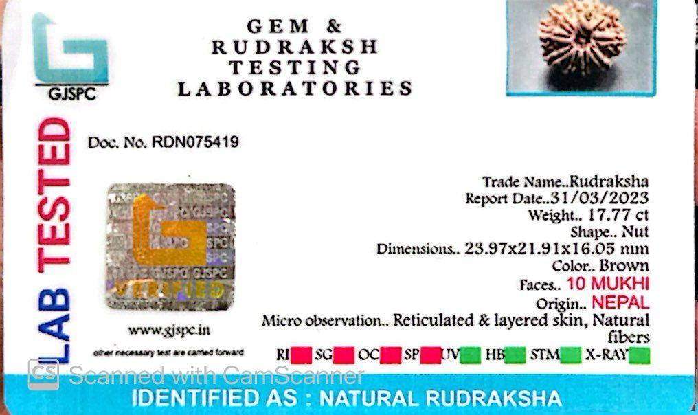 Natural 10 Mukhi Rudraksha – Empowered Protection & Divine Shield