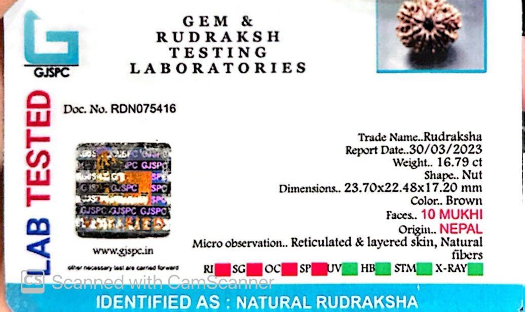 Natural 10 Mukhi Rudraksha – Empowered Protection & Divine Shield