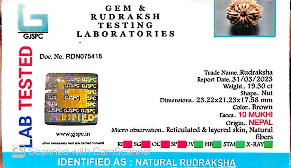 Natural 10 Mukhi Rudraksha – Empowered Protection & Divine Shield