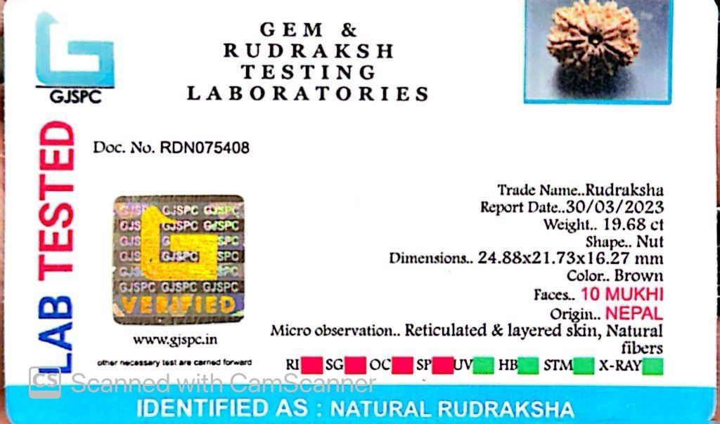Natural 10 Mukhi Rudraksha – Empowered Protection & Divine Shield