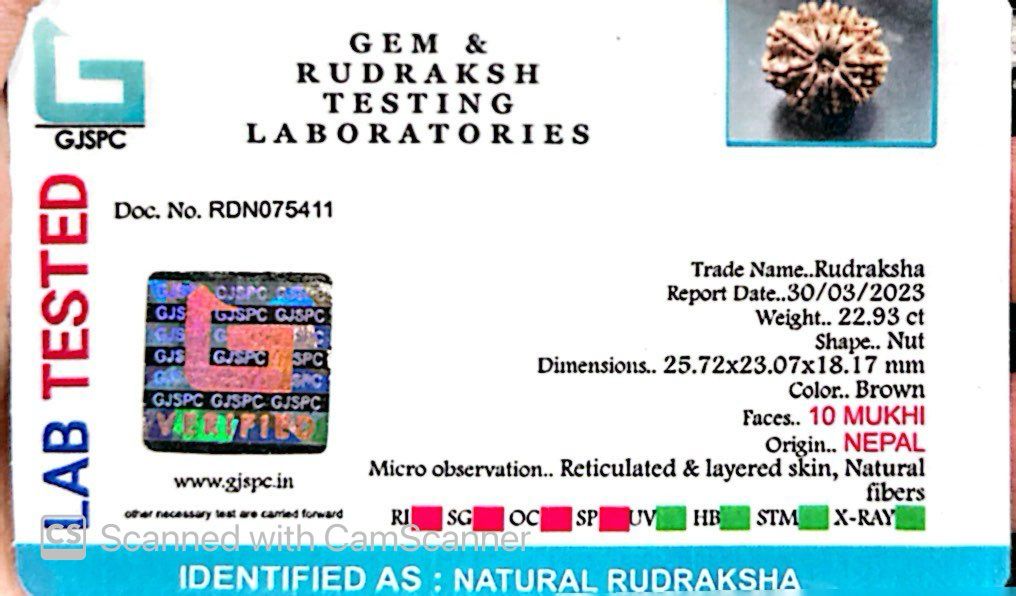 Natural 10 Mukhi Rudraksha – Empowered Protection & Divine Shield