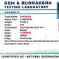 🌿 14 Mukhi Nepali Rudraksha (Natural & Certified). Antik
