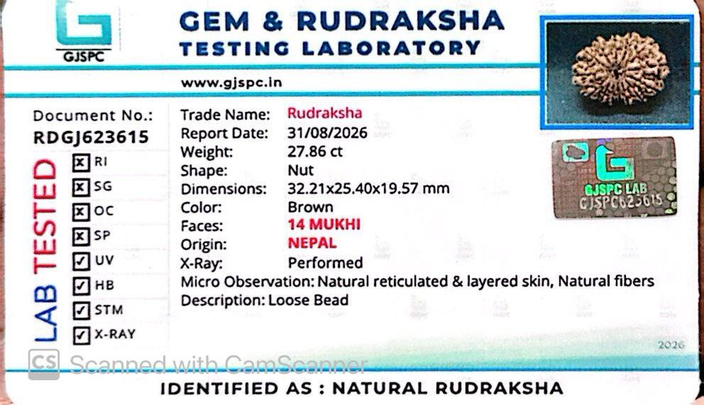 🌿 14 Mukhi Nepali Rudraksha (Natural & Certified). Antik