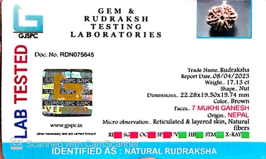 Natural 7 Mukhi Ganesh Rudraksha – Wealth, Wisdom & Obstacle Removal