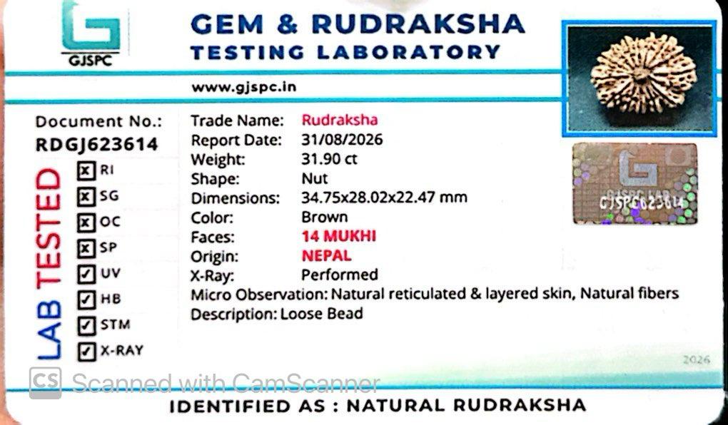 🌿 14 Mukhi Nepali Rudraksha (Natural & Certified). Antik