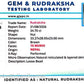 🌿 15 Mukhi Nepali Rudraksha (Natural & Certified). Antik
