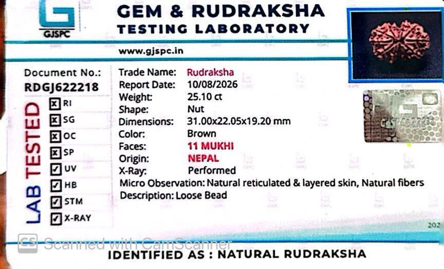 Nepali 11 Mukhi Rudraksha