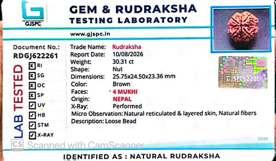 Nepali 4 Mukhi Rudraksha