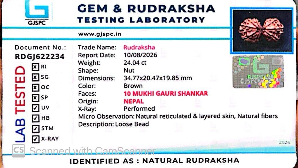 Nepali 10 Mukhi Gauri Shankar Rudraksha