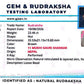 Nepali 11 Mukhi Gauri Shankar Rudraksha