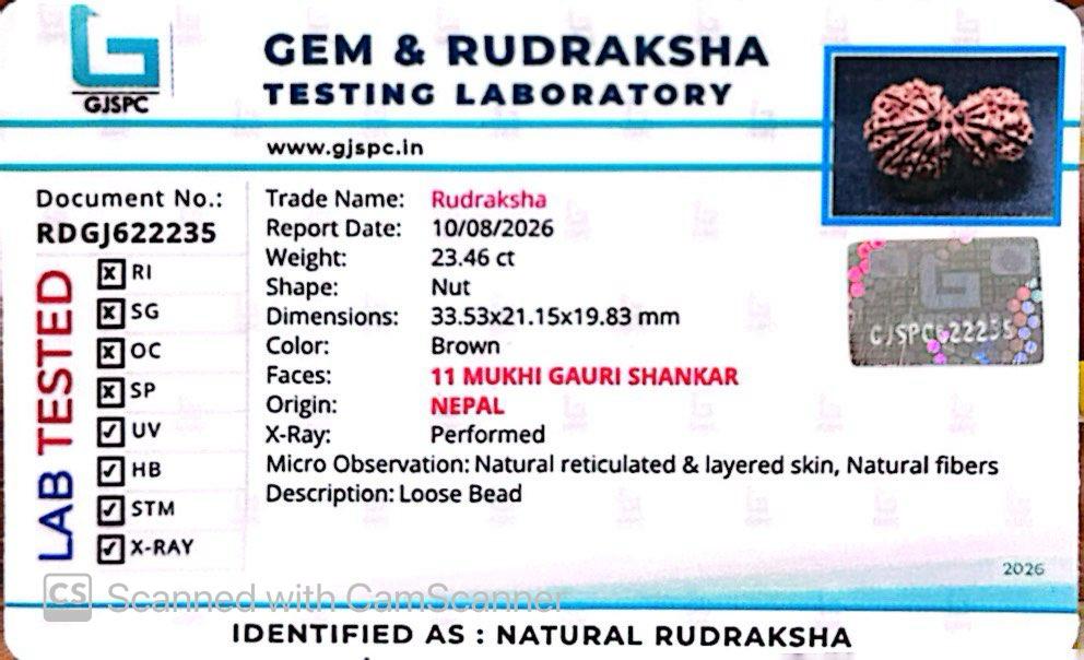 Nepali 11 Mukhi Gauri Shankar Rudraksha