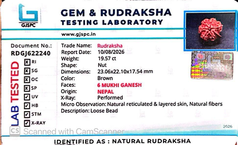 Nepali 6 Mukhi Ganesh Rudraksha