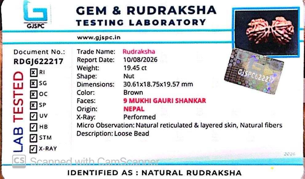 Nepali 9 Mukhi Gauri Shankar Rudraksha