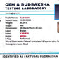 Nepali 4 Mukhi Rudraksha