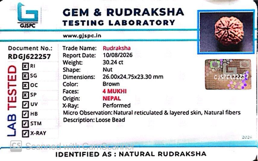 Nepali 4 Mukhi Rudraksha